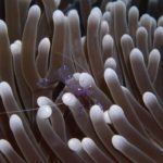 anemone best snorkeling in bali