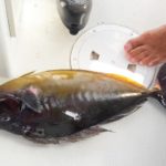 jacket fish bali spearfishing