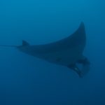 manta best encounter chances snorkeling in bali