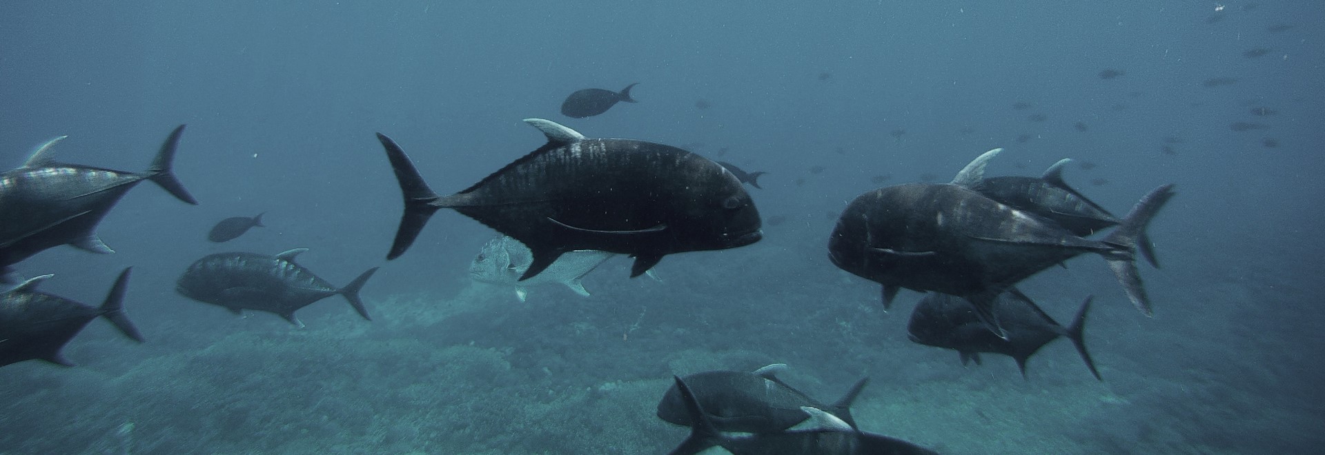 Spearfishing Lembongan Monkey Activities Lembongan Surfing Freediving