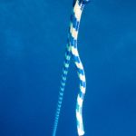 rope freediving courses in bali