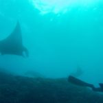 manta rays freediving trip