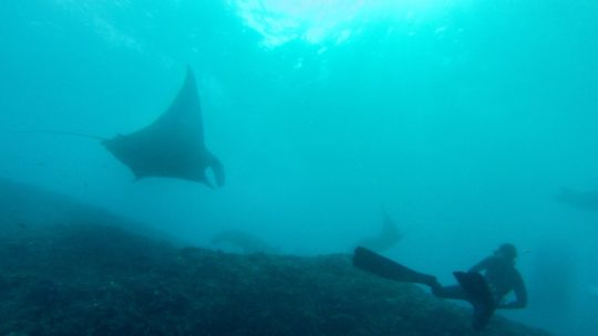 freediving-with-manta-rays-lembongan
