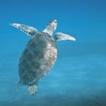 turtle snorkeling in nusa lembongan