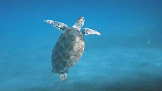 turtle-in-snorkeling-in-nusa-lembongan